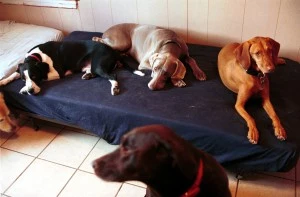 Pet Companions Inc. Dog Day Care Center