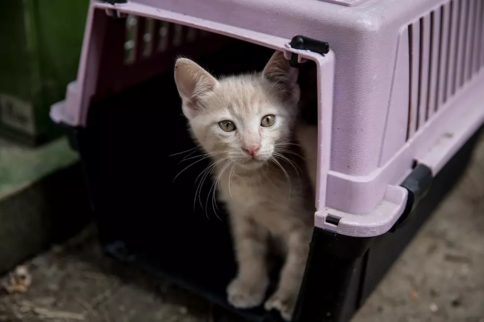 Pets Reportedly Now at Risk of Catching COVID-19