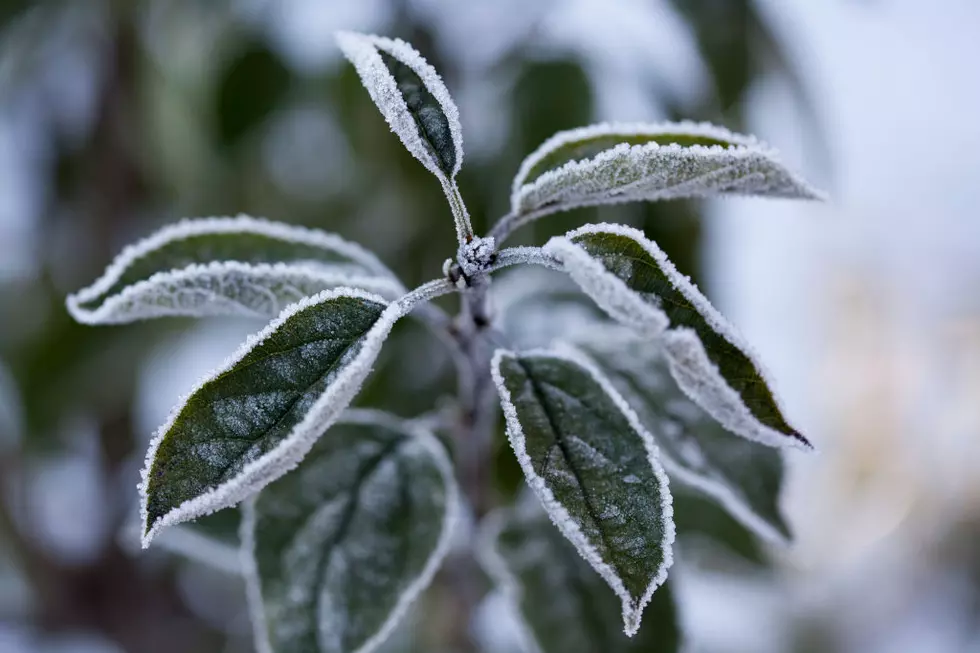 From Warm to Frost: West Alabama Frost Advisory Specifics